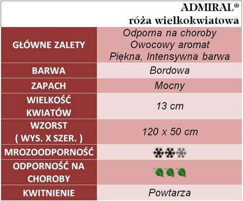 Admiral róże wielkokwiatowe gł. zal